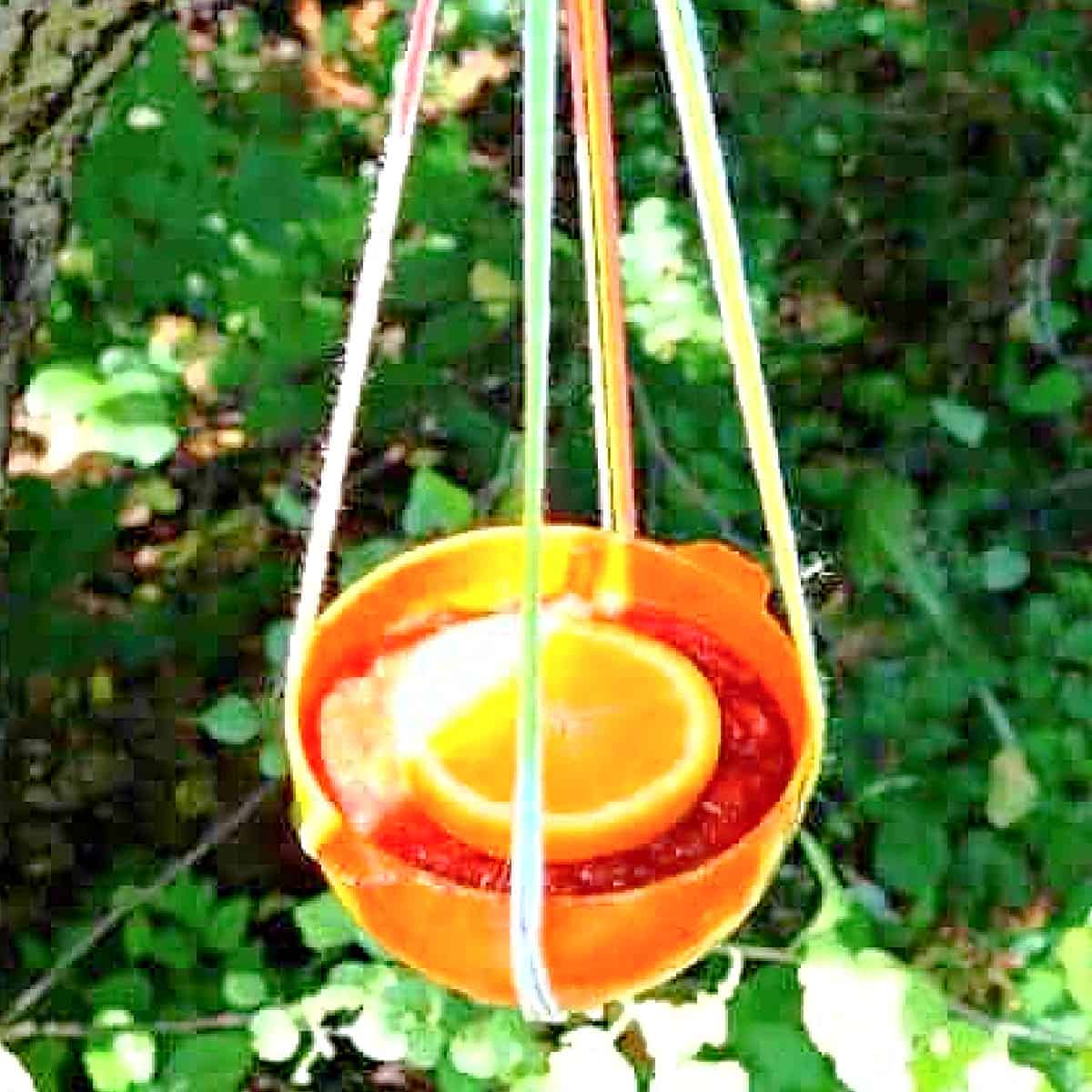 DIY oriole bird feeder with oranges and jelly.