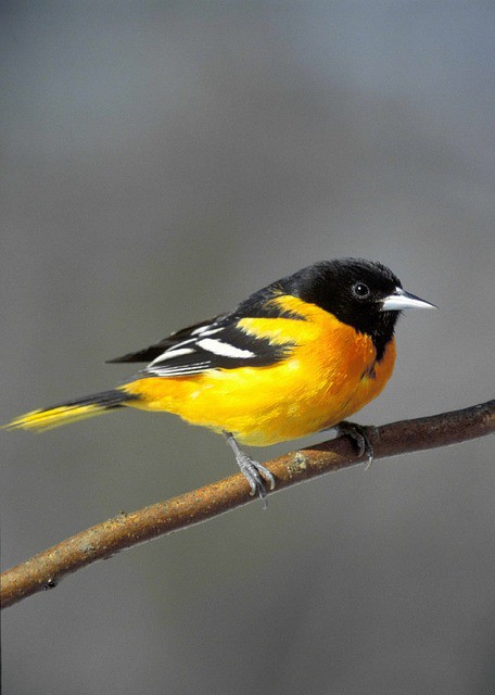 DIY Oriole Bird Feeder