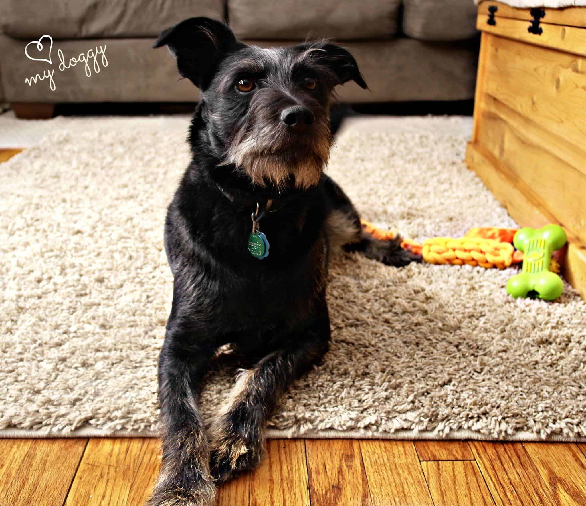 DIY No Sew Dog Bed