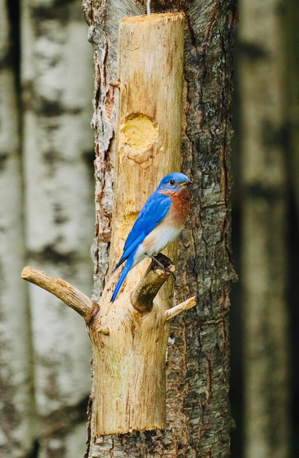 homemade suet log bird feeder with bluebird. 