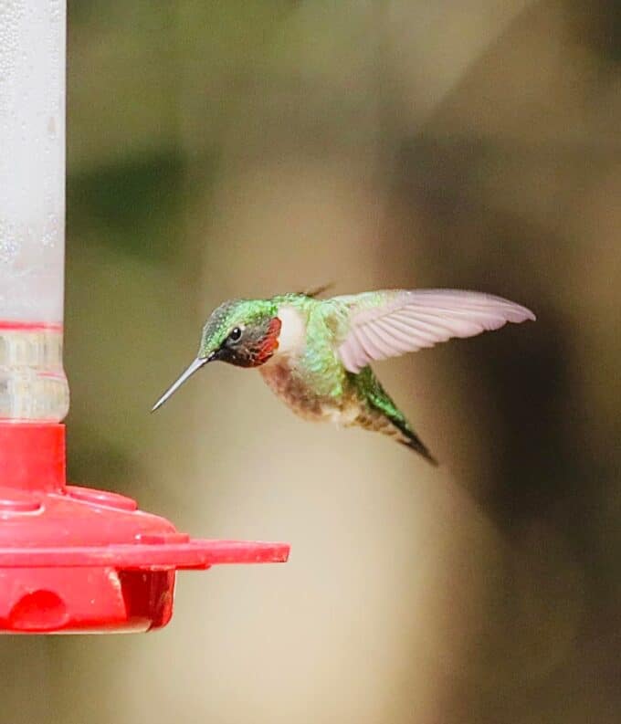 hummingbird drinking from feeder.