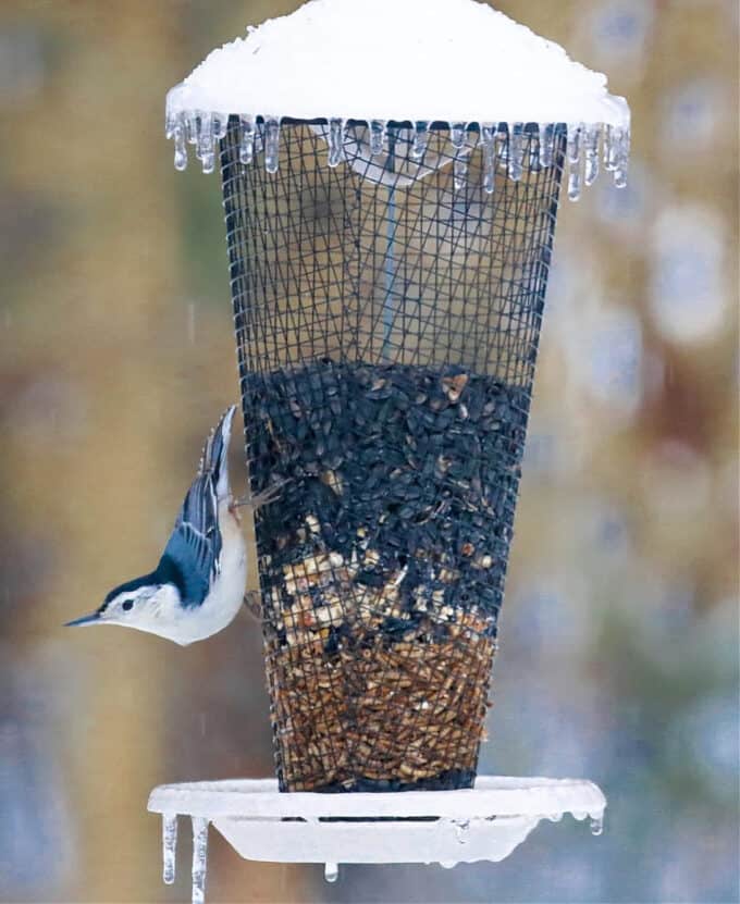 white breasted nuthatch on bird feeder in winter. 