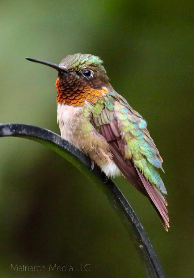 male ruby throated hummingbird on post. 