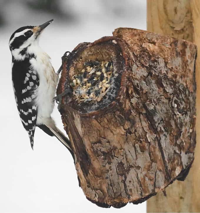 downy woodpecker on suet bird feeder. 