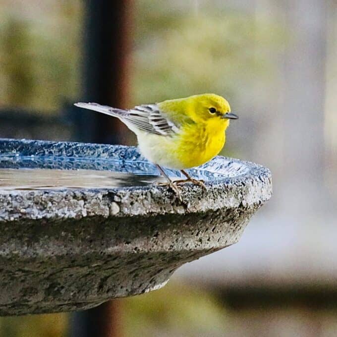 male pine warbler on birdbath.