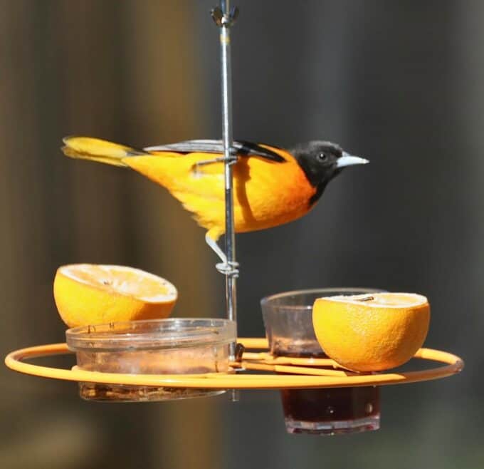 baltimore oriole on orange feeder. 