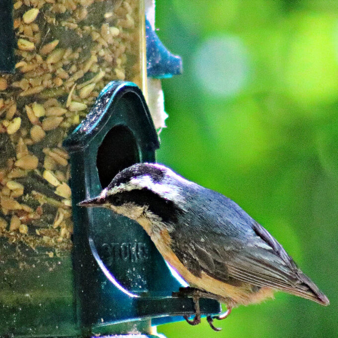 a close up of a red breasted nuthatch on green bird feeder. 