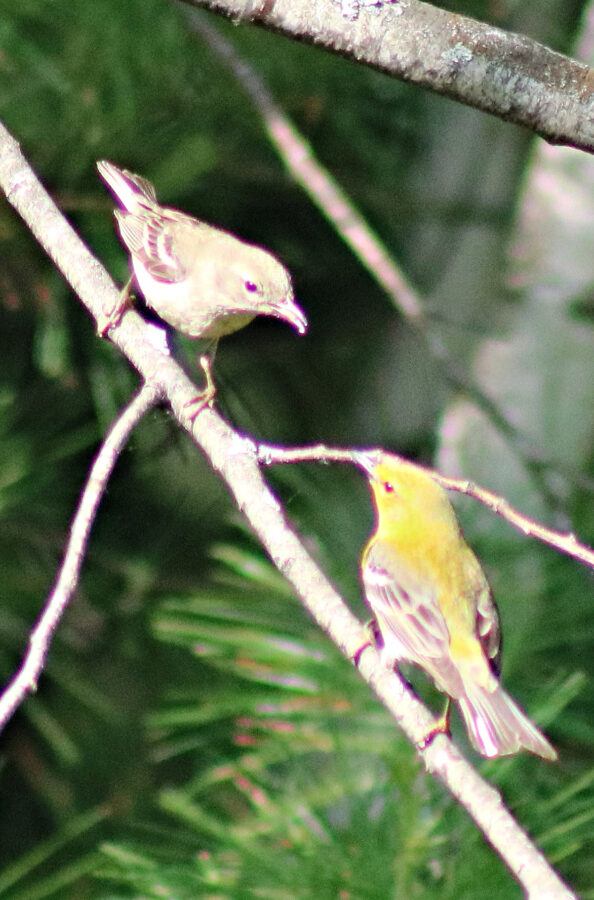 male and female pine warbler feeding each other. 