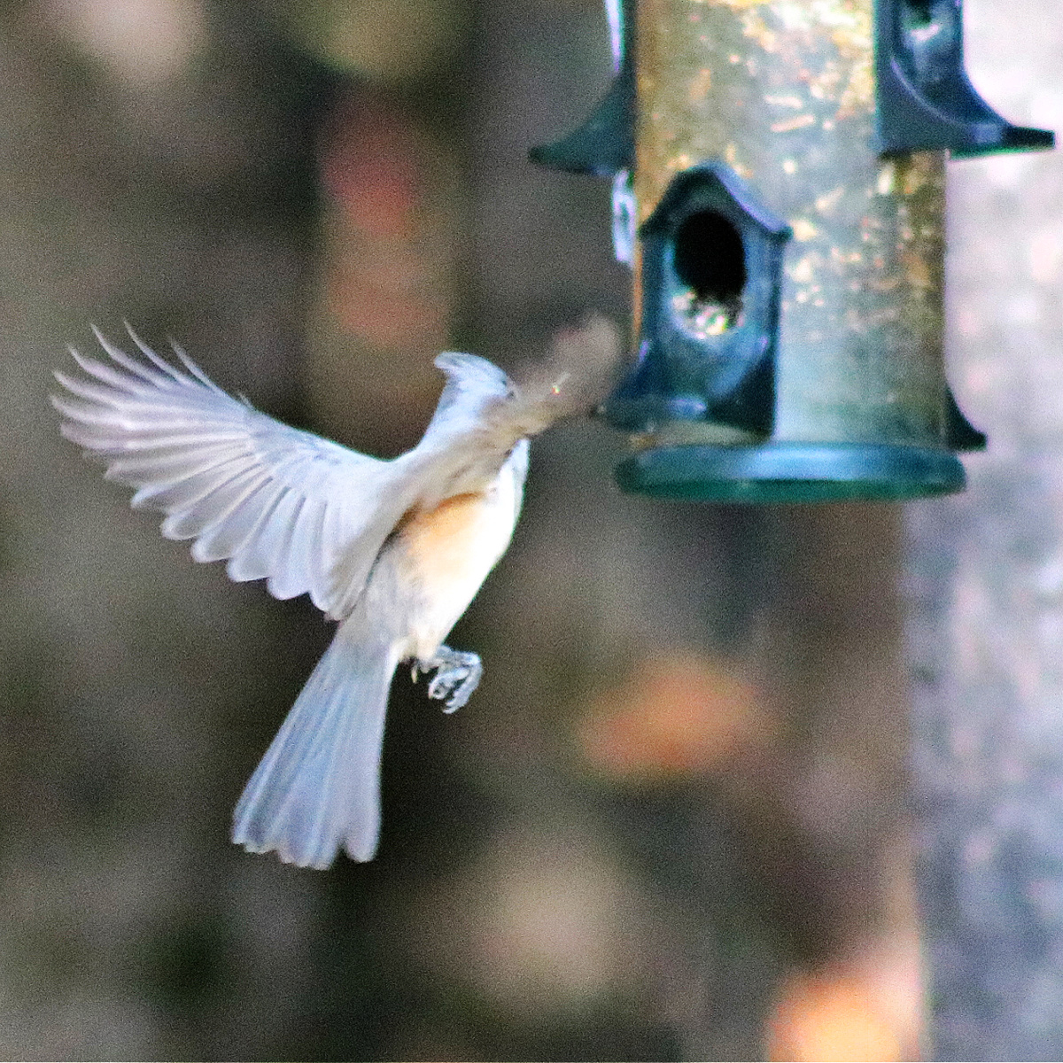 titmouse flying in to feeder.