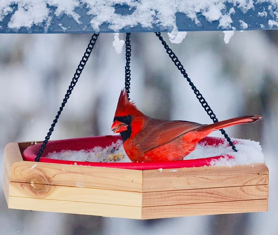 male cardinal sitting inside platform bird feeder.