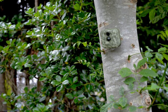 bird camera on tree. 