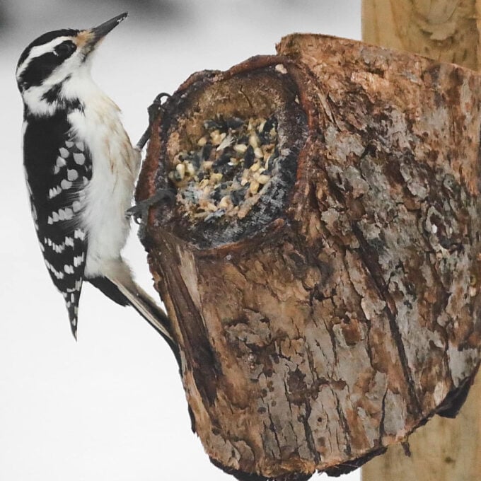 downy woodpecker on suet log. 